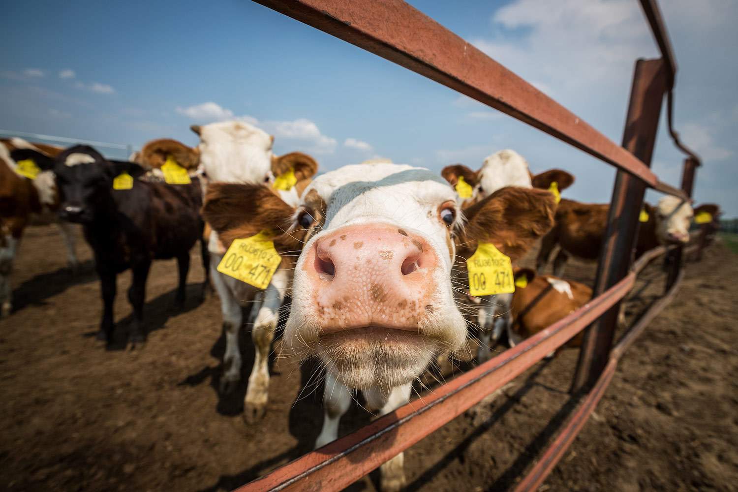 1 субсидии на мясное животноводство